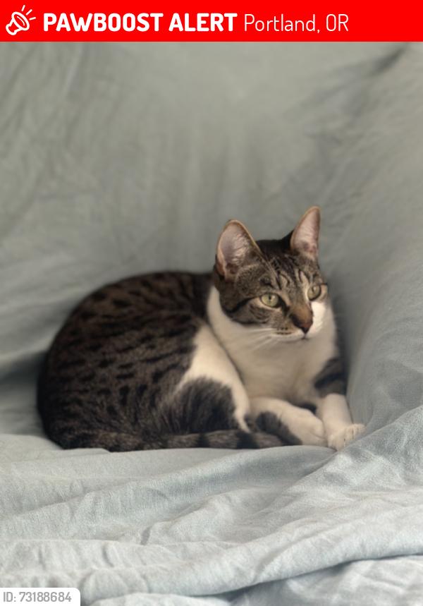 Lost Male Cat last seen 98th and 99th Ave, SE Portland, Lents Area, Portland, OR 97266