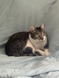 Lost Male Cat last seen 98th and 99th Ave, SE Portland, Lents Area, Portland, OR 97266