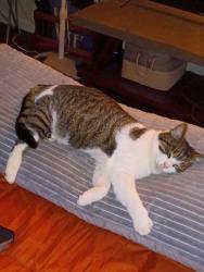 Lost Male Cat last seen hosp, Hillsboro, OH 45133