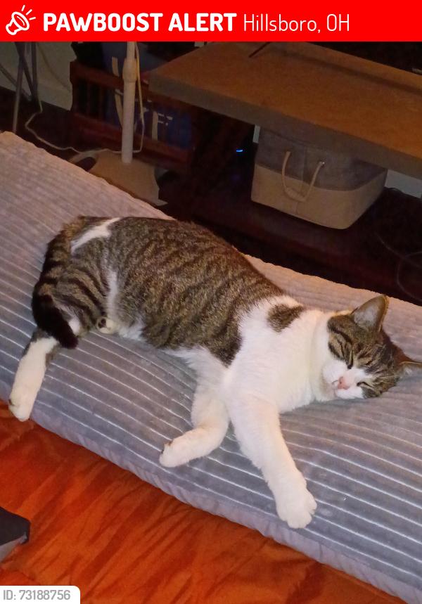 Lost Male Cat last seen hosp, Hillsboro, OH 45133