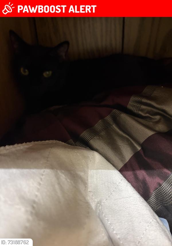 Lost Female Cat last seen Near South circle drive lot 247, Colorado Springs, CO 80906