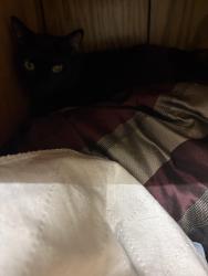 Lost Female Cat last seen Near South circle drive lot 247, Colorado Springs, CO 80906