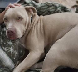 Reunited Male Dog last seen PR 37 and Legion Rd, Lakehills, TX 78063