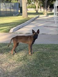 Found/Stray Male Dog last seen Sport center st, Arlington, TX 76017