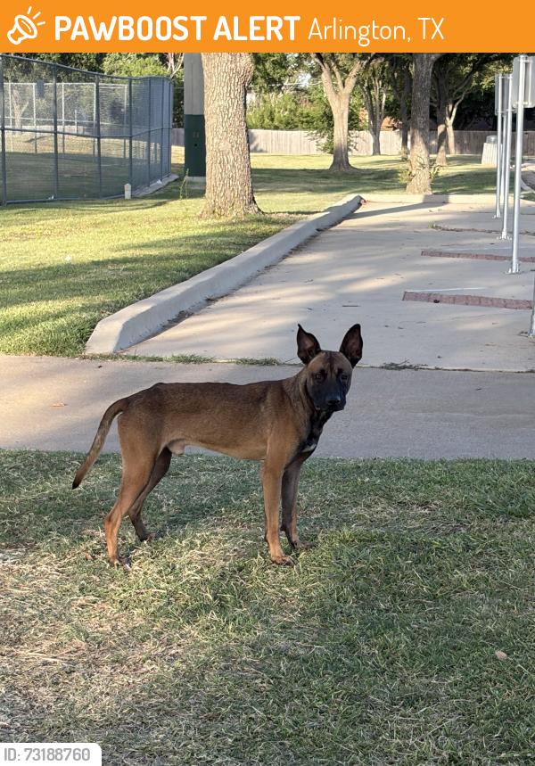 Found/Stray Male Dog last seen Sport center st, Arlington, TX 76017