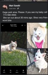 Reunited Female Dog last seen Near w 51st, Chicago, IL 60632