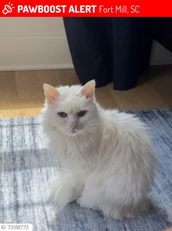 Lost Female Cat last seen Near Wessington Manor Lane, Fort Mill, SC 29715