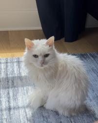 Lost Female Cat last seen Near Wessington Manor Lane, Fort Mill, SC 29715