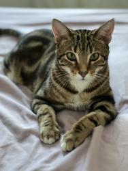 Reunited Male Cat last seen Wenzell Pl, Pittsburgh, PA 15216