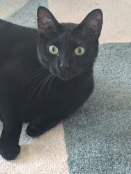 Lost Female Cat last seen Grand and la vista, Dallas, TX 75214