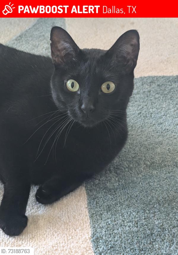 Lost Female Cat last seen Grand and la vista, Dallas, TX 75214
