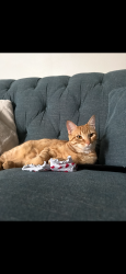 Reunited Female Cat last seen Forest drive townhouses, College Station, TX 77840