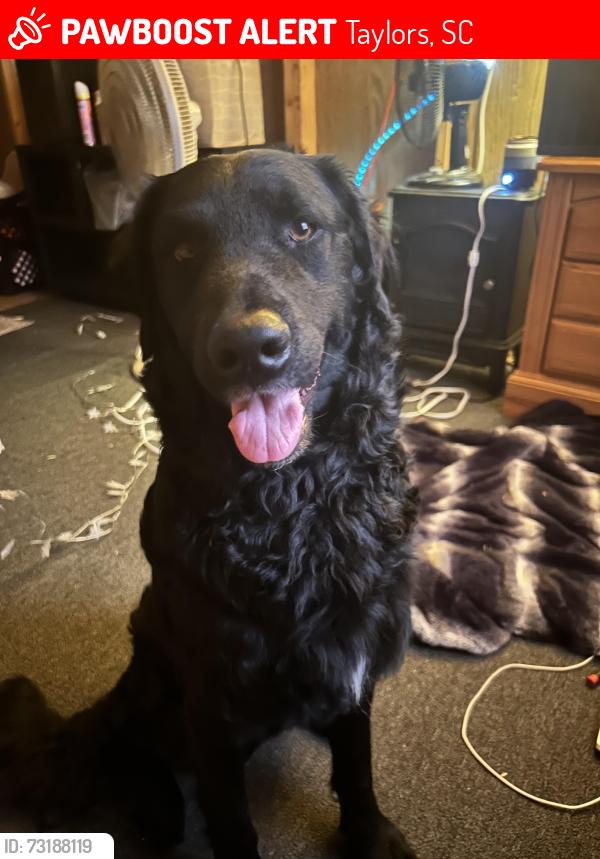 Lost Male Dog last seen Saffron way ( Enoree Trace neighborhood ) / stallings rd /, Taylors, SC 29687