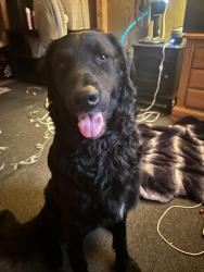Lost Male Dog last seen Saffron way ( Enoree Trace neighborhood ) / stallings rd /, Taylors, SC 29687