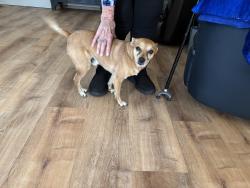 Found/Stray Male Dog last seen Silver crest ests off of flamingo Ave, Nampa, ID 83651