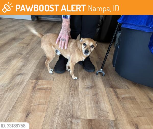 Found/Stray Male Dog last seen Silver crest ests off of flamingo Ave, Nampa, ID 83651