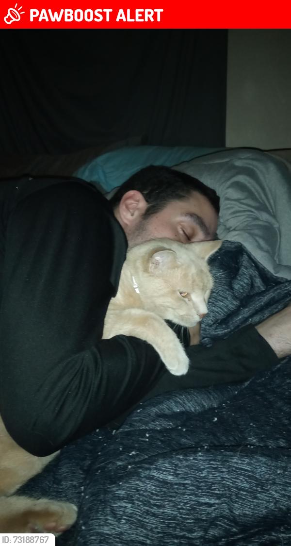 Lost Male Cat last seen Sandia park, Sandoval County, NM 87024