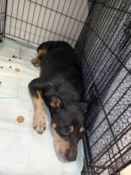 Found/Stray Female Dog last seen Near SW 112th Ave Miami, FL 33157 Estados Unidos, Cutler Bay, FL 33157
