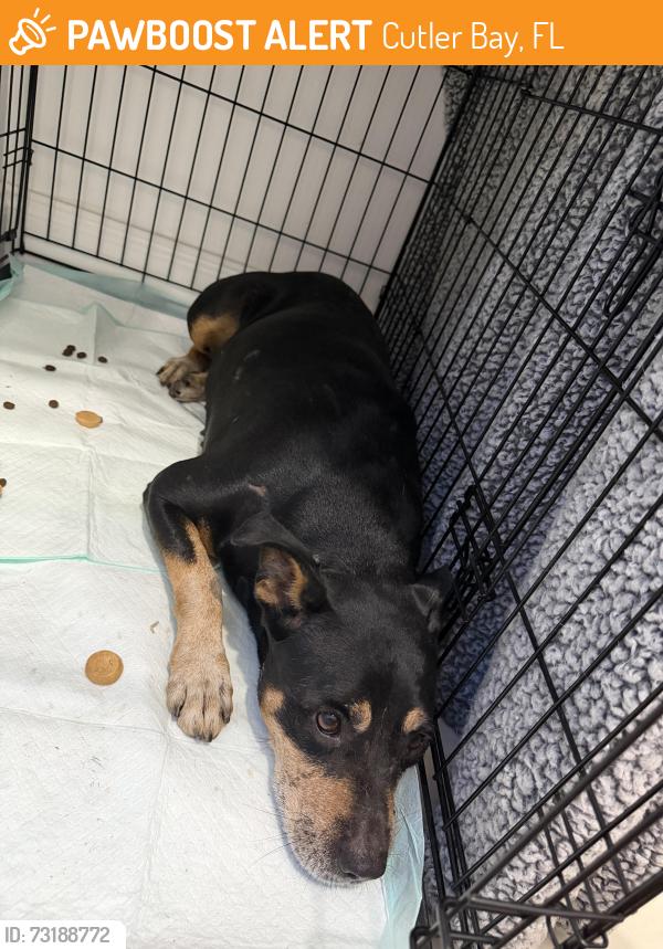 Found/Stray Female Dog last seen Near SW 112th Ave Miami, FL 33157 Estados Unidos, Cutler Bay, FL 33157