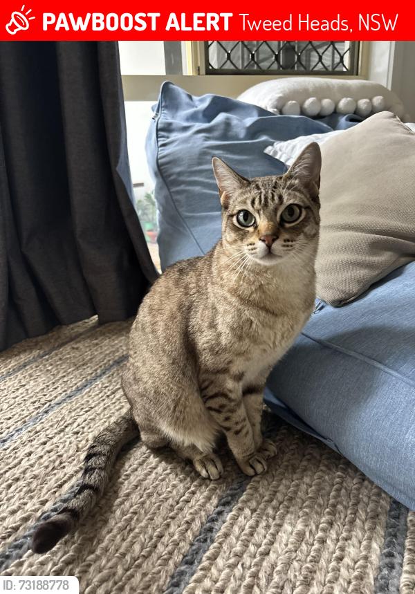Lost Male Cat last seen Kiata Parade, Tweed Heads, NSW 2485