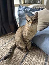 Lost Male Cat last seen Kiata Parade, Tweed Heads, NSW 2485