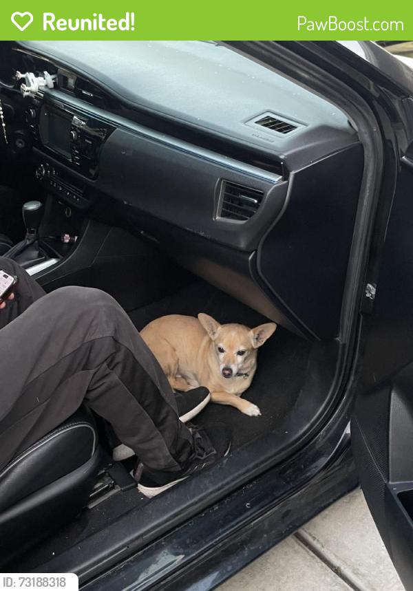 Reunited Male Dog last seen Near Delano Dr, Riverside, CA 92503, USA, Riverside, CA 92503