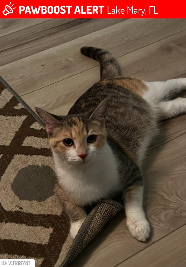 Lost Female Cat last seen Lake mary, Lake Mary, FL 32746