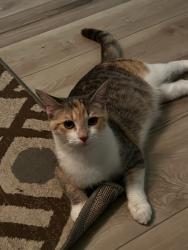 Lost Female Cat last seen Lake mary, Lake Mary, FL 32746