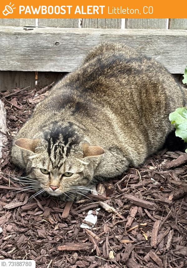 Found/Stray Unknown Cat last seen Columbine High School, Littleton, CO 80123