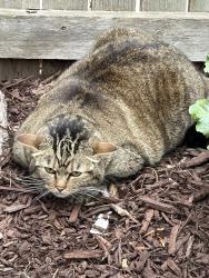 Found/Stray Unknown Cat last seen Columbine High School, Littleton, CO 80123