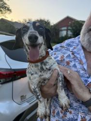 Reunited Female Dog last seen Dickens lane, allen, Texas, Allen, TX 75002