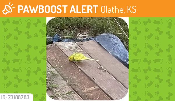 Found/Stray Unknown Bird last seen Cooper and Harold Streets, Olathe, KS 66061