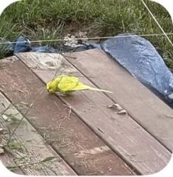Found/Stray Unknown Bird last seen Cooper and Harold Streets, Olathe, KS 66061