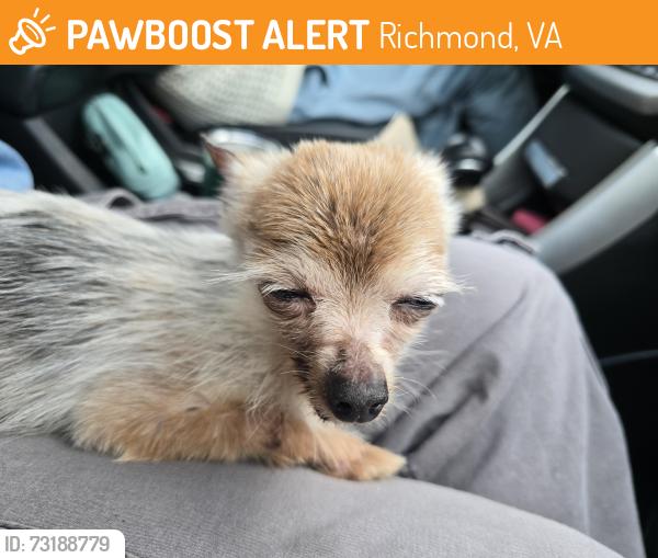 Found/Stray Female Dog last seen Bruce street through Hillside Court, Richmond, VA 23224