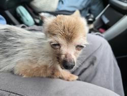 Found/Stray Female Dog last seen Bruce street through Hillside Court, Richmond, VA 23224