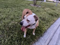 Found/Stray Male Dog last seen 127th avenue, Goulds, FL 33170