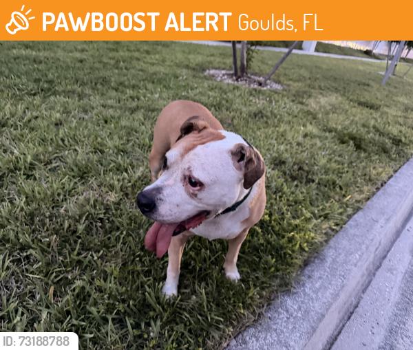Found/Stray Male Dog last seen 127th avenue, Goulds, FL 33170