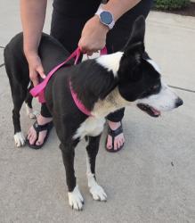 Reunited Female Dog last seen Scalesville and Millbrook, Summerfield, NC 27358