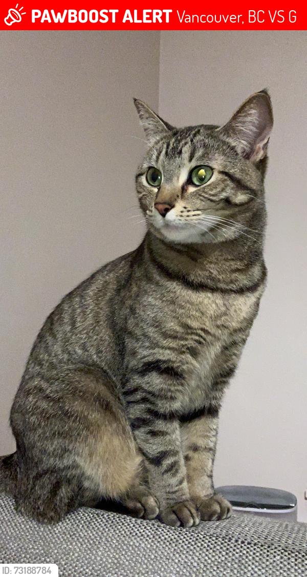 Lost Female Cat last seen Killarney Park, Vancouver, BC V5S 1G1