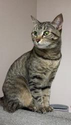 Lost Female Cat last seen Killarney Park, Vancouver, BC V5S 1G1