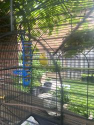 Found/Stray Female Bird last seen tomken and eglintom, Mississauga, ON 