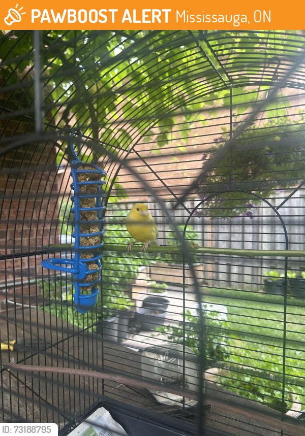 Found/Stray Female Bird last seen tomken and eglintom, Mississauga, ON 