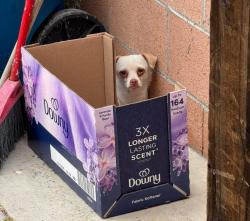 Found/Stray Unknown Dog last seen Beach & Orangewood, Stanton, CA 90680