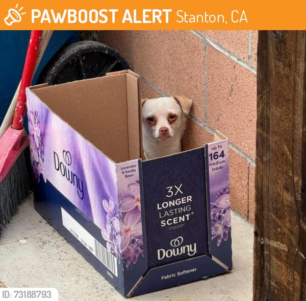 Found/Stray Unknown Dog last seen Beach & Orangewood, Stanton, CA 90680