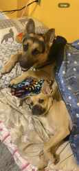 Lost Male Dog last seen Near Mount Laurel Avenue Temple, PA 19560, Temple, PA 19560