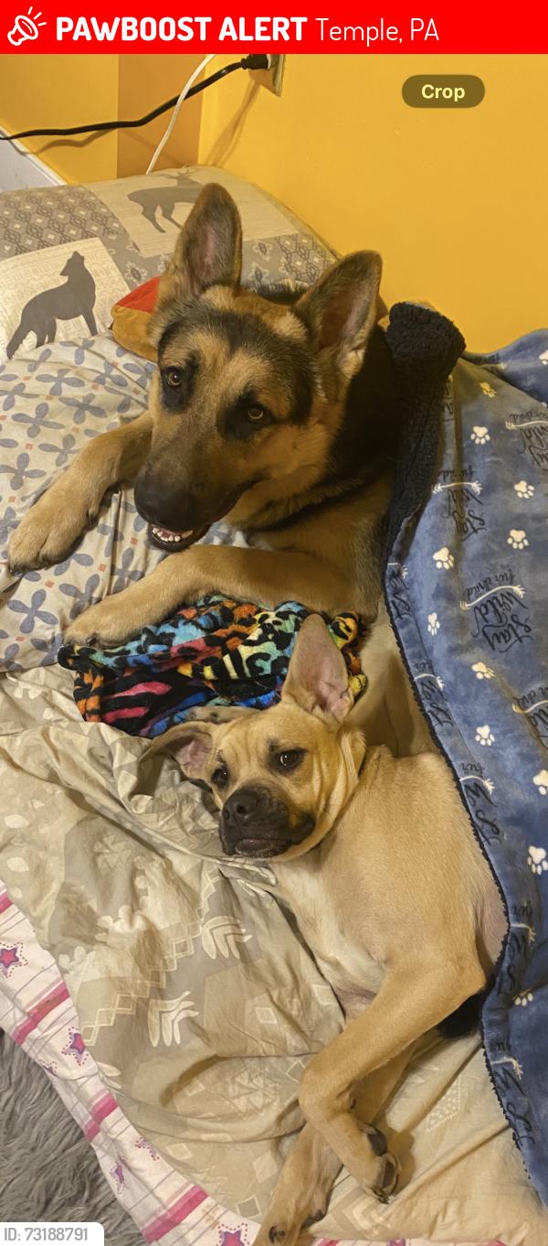 Lost Male Dog last seen Near Mount Laurel Avenue Temple, PA 19560, Temple, PA 19560