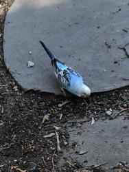 Found/Stray Unknown Bird last seen Winship and Converse st Wakefield-Stoneham, Stoneham, MA 01880
