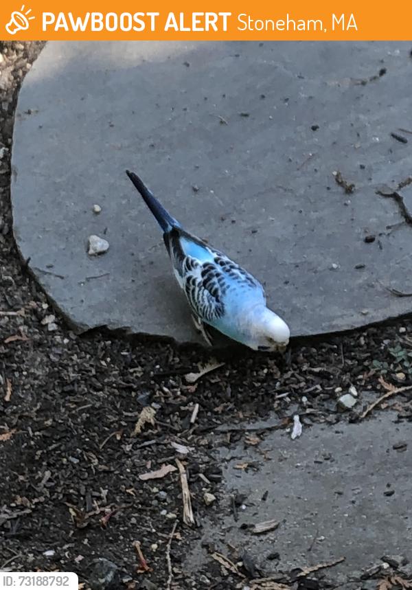 Found/Stray Unknown Bird last seen Winship and Converse st Wakefield-Stoneham, Stoneham, MA 01880