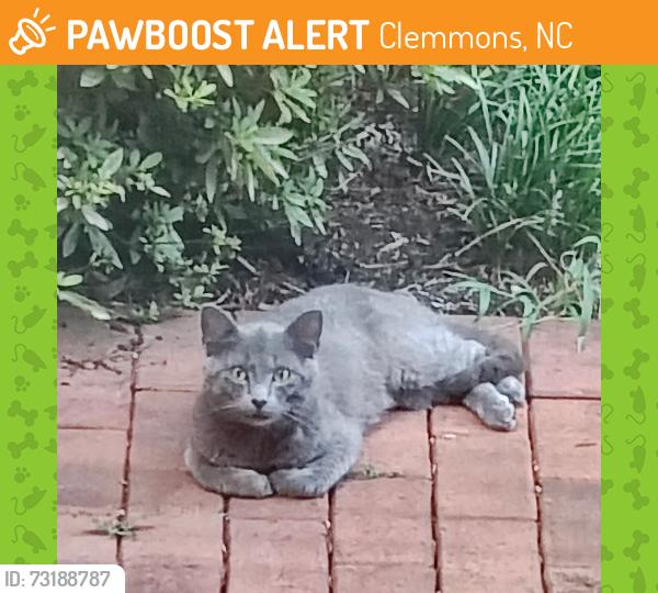Found/Stray Unknown Cat last seen middle brook and village brook trail, Clemmons, NC 27012
