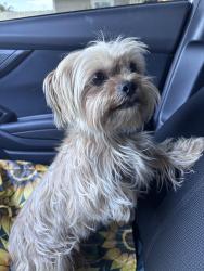 Found/Stray Female Dog last seen central ave, Hemet, CA 92583